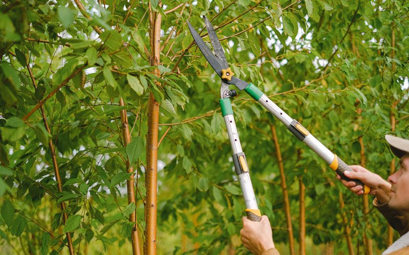 Tree trimming in Modena, UT