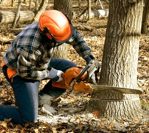 Tree Removal in Modena, UT